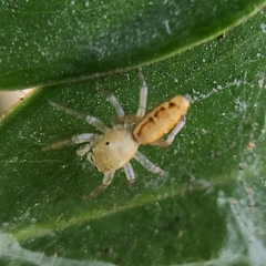 Cosmophasis lami