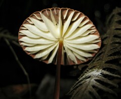 Marasmius berteroi