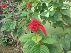 Mussaenda erythrophylla