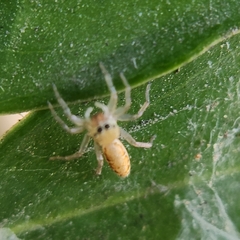 Cosmophasis lami
