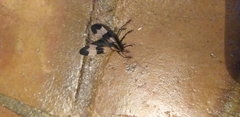 Dycladia