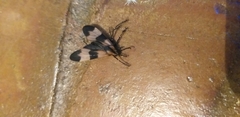 Dycladia