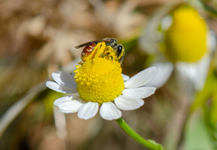 Ruizanthedella mutabilis