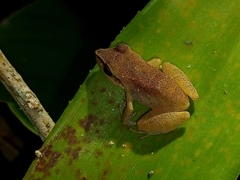 Pristimantis ramagii
