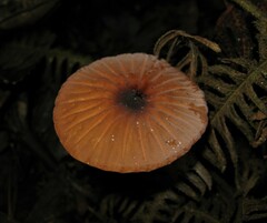 Marasmius berteroi