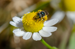 Ruizanthedella mutabilis