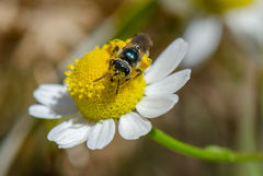 Ruizanthedella mutabilis