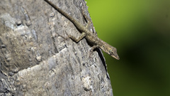 Anolis aeneus