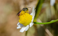 Ruizanthedella mutabilis