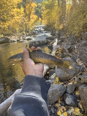 Salmo trutta