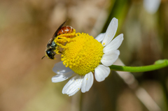 Ruizanthedella mutabilis