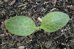 Cucurbitales