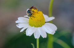 Ruizanthedella mutabilis