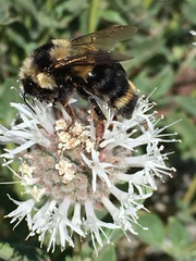 Bombus vancouverensis