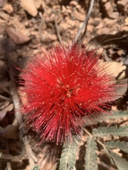 Calliandra dysantha