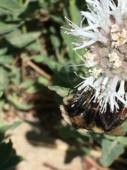 Bombus vancouverensis