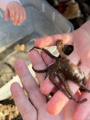 Octopus bimaculoides