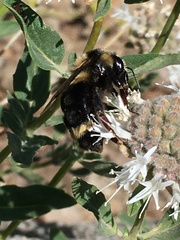 Bombus vancouverensis