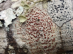 Haematomma