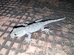 Tarentola delalandii