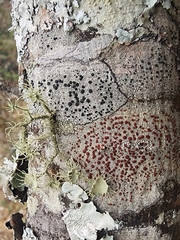 Haematomma