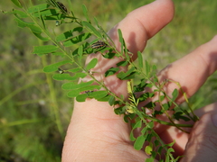 Eudiagogus maryae