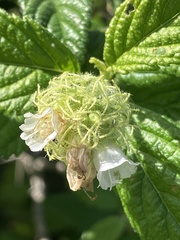 Varronia bullata