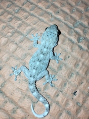 Tarentola delalandii