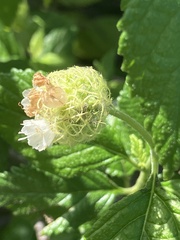 Varronia bullata