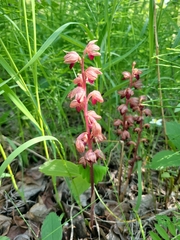 Corallorhiza striata