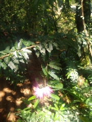 Calliandra selloi