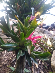 Aechmea nudicaulis