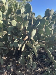 Opuntia oricola