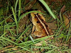 Rhinella crucifer