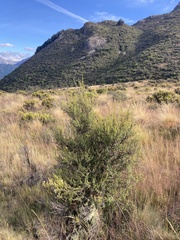 Leptospermum scoparium