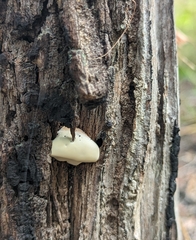 Laetiporus portentosus