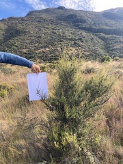 Leptospermum scoparium