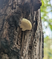 Laetiporus portentosus