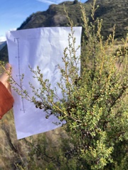 Leptospermum scoparium