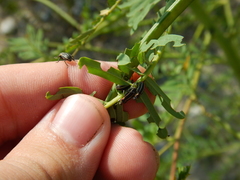 Eudiagogus maryae