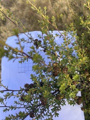 Leptospermum scoparium