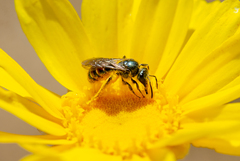 Ruizanthedella mutabilis