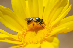 Ruizanthedella mutabilis