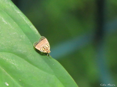 Bothriocera