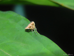 Bothriocera