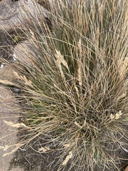 Poa billardierei