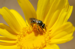 Ruizanthedella mutabilis