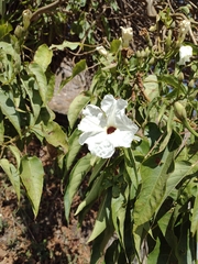 Ipomoea pauciflora