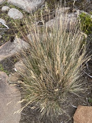 Poa billardierei