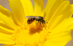 Ruizanthedella mutabilis